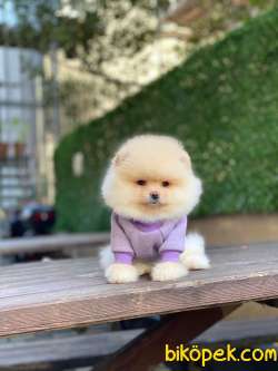 Pomeranian Boo Yavrumuz Mario 4