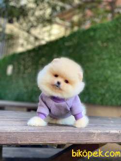 Pomeranian Boo Yavrumuz Mario 2