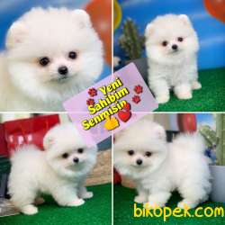 Pomeranian Boo Yavrumuz Poco Yavrupatiler Den Safkan – Yavrupati 1