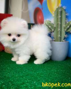 Pomeranian Boo Yavrumuz Poco Yavrupatiler Den Safkan – Yavrupati 2