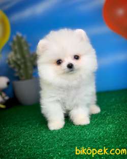 Pomeranian Boo Yavrumuz Poco Yavrupatiler Den Safkan – Yavrupati 3
