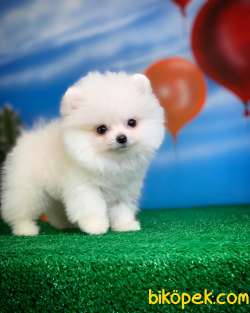 Pomeranian Boo Yavrumuz Poco Yavrupatiler Den Safkan – Yavrupati 5
