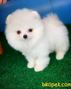 Pomeranian Boo Yavrumuz Poco Yavrupatiler Den Safkan – Yavrupati 4