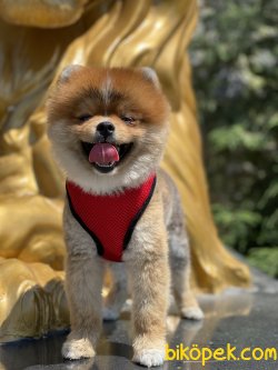 Pomeranian Boo Yetişkin Eğitimli Köpeğimiz Daddy 4