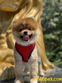 Pomeranian Boo Yetişkin Eğitimli Köpeğimiz Daddy 1
