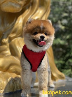 Pomeranian Boo Yetişkin Eğitimli Köpeğimiz Daddy 3
