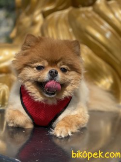 Pomeranian Boo Yetişkin  Eğitimli Köpeğimiz Simba 2