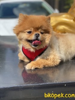 Pomeranian Boo Yetişkin  Eğitimli Köpeğimiz Simba 4