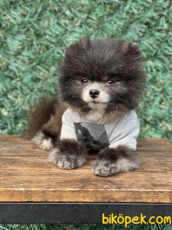 Pomeranian Booo 1