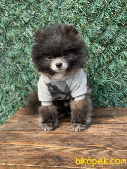 Pomeranian Booo 2