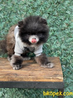 Pomeranian Booo 3