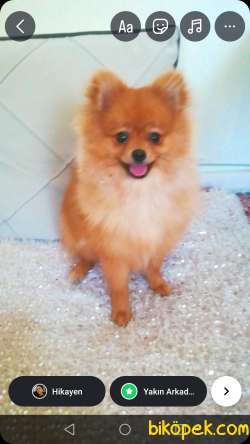 Pomeranian Cinsi 4