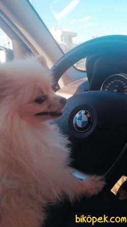 Pomeranian Cinsi Dişi Köpek 3