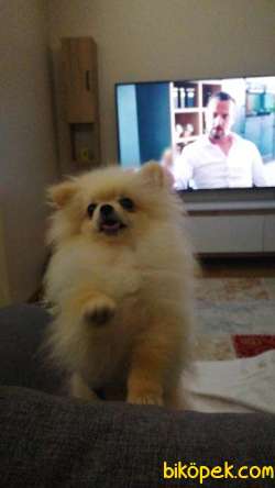 Pomeranian Cinsi Dişi Köpek 1