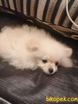 Pomeranian Cinsi Dişi Köpek 2