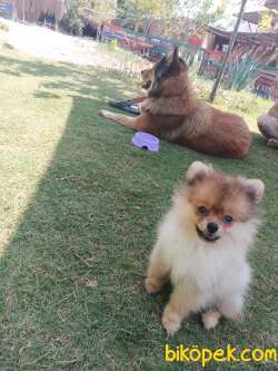 Pomeranian Dişi 4 Aylık Köpek 5