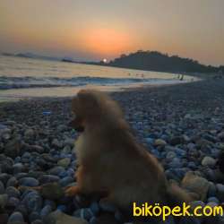 Pomeranian Dişi 4 Aylık Köpek 2