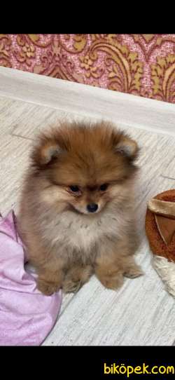 Pomeranian Dişi 4 Aylık Köpek 4
