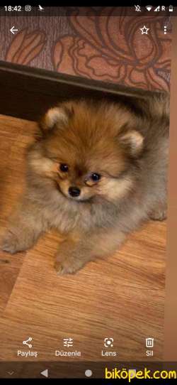 Pomeranian Dişi 4 Aylık Köpek 1