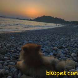 Pomeranian Dişi 4 Aylık Köpek 3
