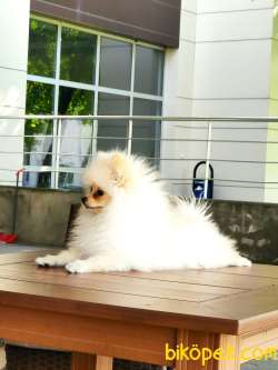 Pomeranian Dişi 5 Aylık 2