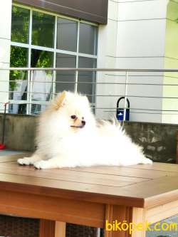 Pomeranian Dişi 5 Aylık 3