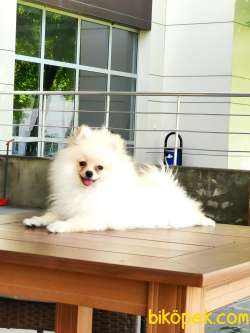 Pomeranian Dişi 5 Aylık 1