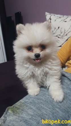 Pomeranian Dişi 5 Aylık 4