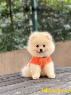 Pomeranian Dobby Yavrumuz 1