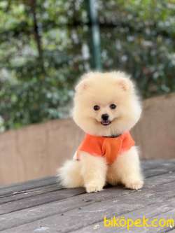 Pomeranian Dobby Yavrumuz 2