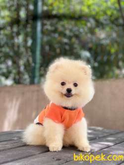 Pomeranian Dobby Yavrumuz 3