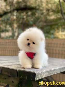 Pomeranian Elit Yavrular 1