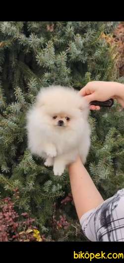 Pomeranian En Güzel Dişisi 3