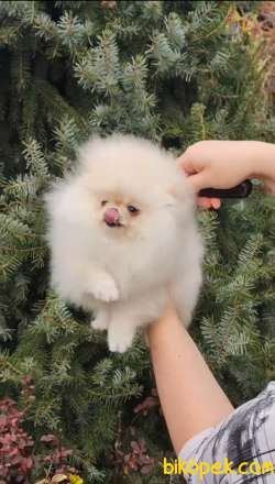 Pomeranian En Güzel Dişisi 1