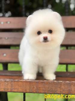 Pomeranian En Güzel Suratlisi 4