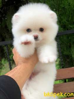 Pomeranian En Güzel Suratlisi 2