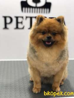 Pomeranian Erkek 4