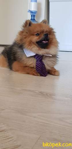 Pomeranian Erkek 2