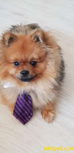 Pomeranian Erkek 1
