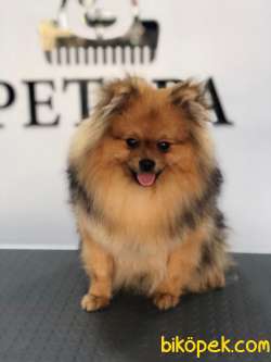 Pomeranian Erkek 3