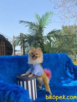 Pomeranian Erkek 1