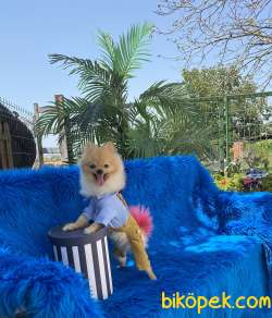 Pomeranian Erkek 3