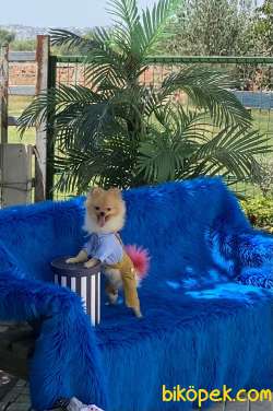Pomeranian Erkek 2