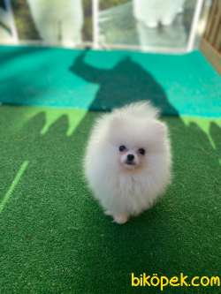 Pomeranian Erkek Dişi 4