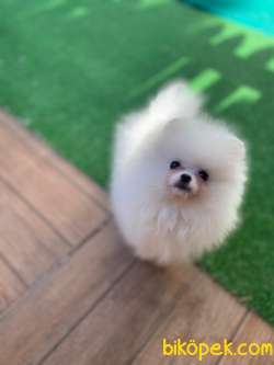 Pomeranian Erkek Dişi 3