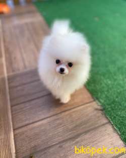 Pomeranian Erkek Dişi 2