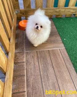Pomeranian Erkek Dişi 5