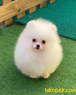Pomeranian Erkek Dişi 1