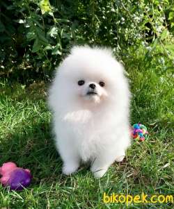 Pomeranian Erkek Dişi Kardeşler 2