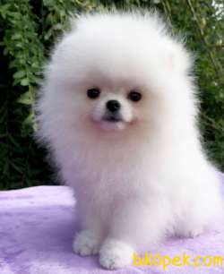 Pomeranian Erkek Dişi Kardeşler 3